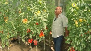 Один из топовых томатов! Наш гибрид ЛЮБУШКА F1