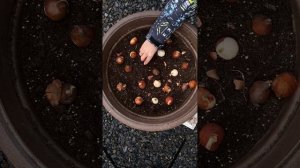 Посадка луковичных