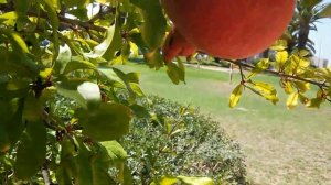 РАЙСКОЕ ЯБЛОКО