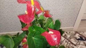 Антуриум уход. Как добиться пышного и непрерывного цв?