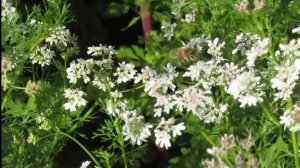 Пчёлы собирают нектар в сентябре.Можно бесконечно наблюдать за тем, как работают другие .Релаксация.