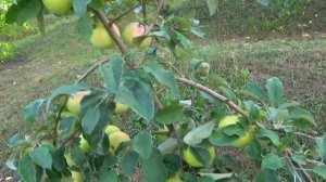 Сорта яблони ПЕПИН ЛИТОВСКИЙ и ПЕПИН МЛИЕВСКИЙ / на на?