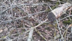 Прививка яблони весной необычным способом.Прививка я?