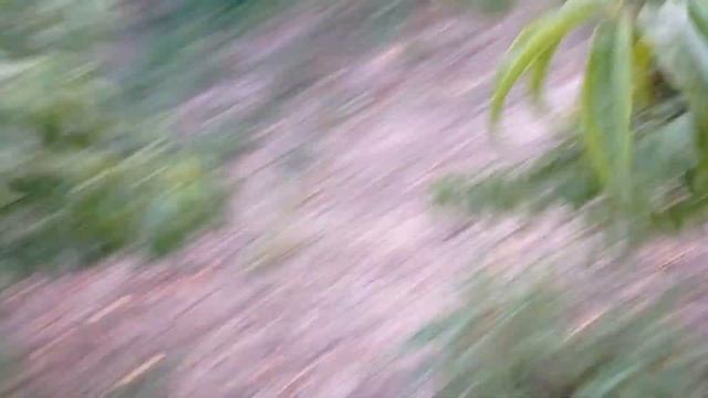 Нектарин Биг Топ ( Big Top ) смотреть онлайн