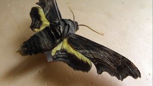 БРАЖНИКИ: 594. Sphecodina abbottii