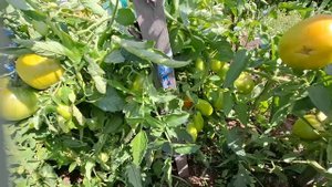 Урожайные томаты,,Семена Алтая,,