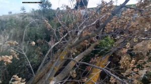 Американский Клен + Торнадо