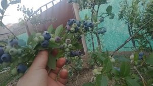 Спартан сорт голубики 11:07:2023г.