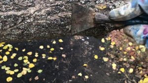 Не ленитесь-побелите🤗 Осенняя побелка деревьев🍁