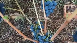 Виноград «ШАРАДА UA». Виноградник Шакуровых. Ульяновск