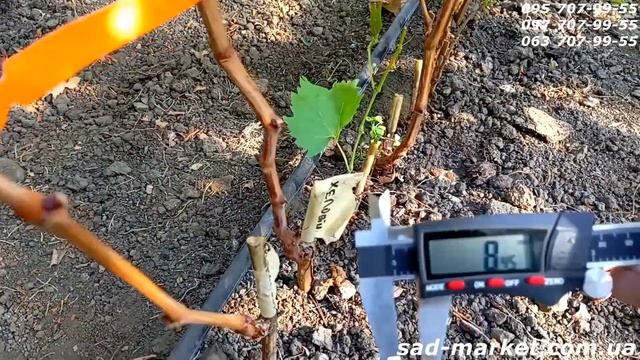 Саженцы винограда Аватар, Хеллоуин, Ламборджини 2024-2025 смотреть онлайн