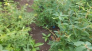 Аврора, Бореаль Близард, Бореаль Бист, Индиго джем жим?