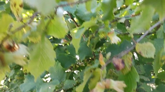 Фундук. Долинський - стабільно робоча конячка. смотреть онлайн