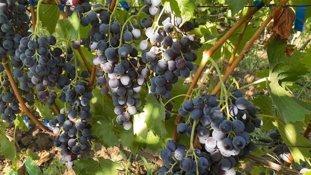 Мускат блау - устойчивый универсальный сорт виноград? смотреть онлайн