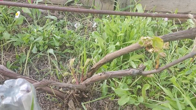 Виноград в ЛО. Май. Подвязываю рукава. Выламываю почки. смотреть онлайн