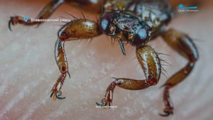 Брачные игры осеннего глухаря, подготовка к зиме барсуков и нашествие оленьей кровососки