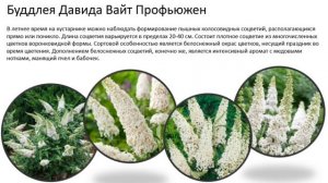 Буддлея - ТОП 10 сортов