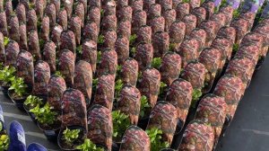 Гортензии крупнолистные из европейских питомников. П?