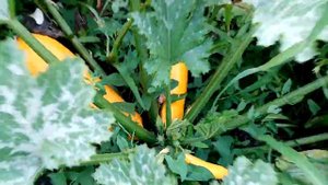 заросшая дача в начале августа.