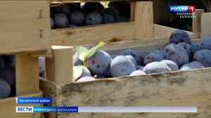 Кабардино-Балкария радует страну урожаем сочных слив