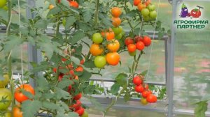 Два идеальных томата для овощевода-любителя и фермера