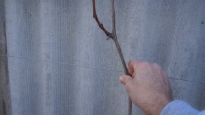 Для высокой арки выращиваю виноград в один рукав. Арка