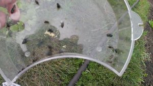 Электрическая мухоловка Fly Trap. Мухи как корм. Бесплатн?