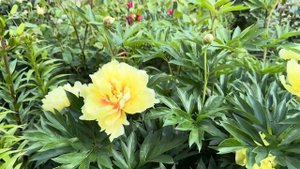 ЧТО ЕЩЕ КРОМЕ  ОРХИДЕЙ 🌸, МОЙ САД  🌿🌿🌿( ПИОНЫ,  ИРИСЫ