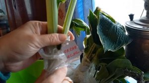 Хосты🌱Новинки🪴🤗