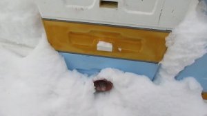 удобный метод зимней подкормки пчел - 1 литр сиропа взя