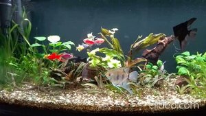 Мои аквариумы 10.09.2025г.