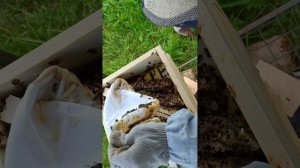 Пчёлы в японском улье