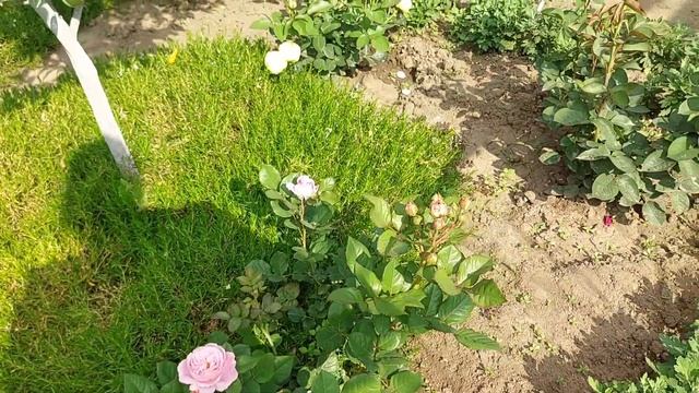 Мой маленький сад смотреть онлайн