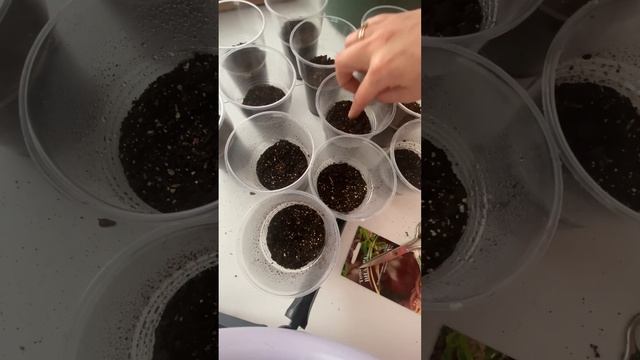 Сажаем томаты Виагра смотреть онлайн