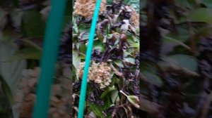 МО Первые заморозки, крупнолистные гортензии после за