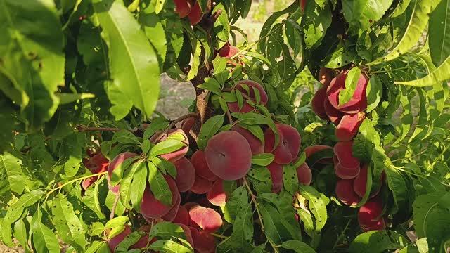 Персик Свит Кап на подвое Бест смотреть онлайн