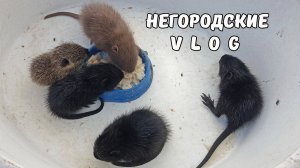 Попытались подкормить НУТРЯТ. 06.09.25