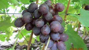 20.08.2025. Виноград РОМИНА в г. Липецке.