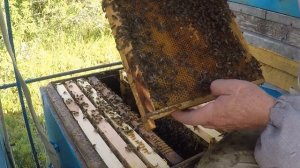 Борьба с роением пчел. Метод ДЕМАРИ в пчеловодстве. На?