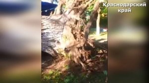 Ураган в Краснодарском крае! Шквалистый ветер повалил