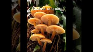 Опенок зимний (Фламулина бархатистоножковая )