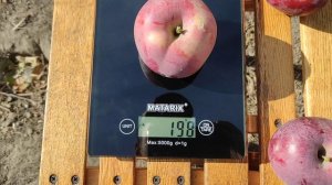 Яблоня Спартан