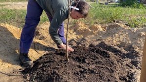 Груша ПРОСТО МАРИЯ посадка  🌿
