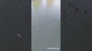 началась школьная пора//лечим колени//сходили на концерты//убралась на кладбище//