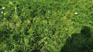 Начало медосбора !!!  Наши медоносы .