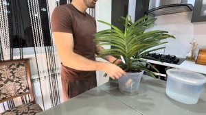 Орхидея Ванда. Посадка  и Уход  за Вандой В домашних ус?