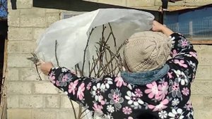 Укрываем инжир на зиму.