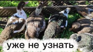 Уточек уже не узнать.
