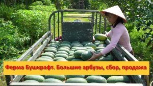 Ферма Бушкрафт в Пханге. Вьетнам. Большие арбузы, сбор, продажа