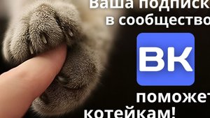 Ваша подписка в сообщество ВК поможет котейкам!